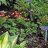Hosta 'Sea Thunder', habit