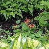 Hosta 'Sea Thunder', habit
