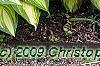 Hosta 'Sea Thunder', habit