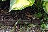 Hosta 'Sea Thunder', habit