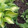 Hosta 'Sea Thunder', habit