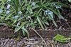 Hosta 'Sea Thunder', habit