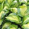 Hosta 'Sea Thunder', habit