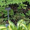 Hosta 'Sea Thunder', habit