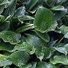 Hosta 'Summer Serenade', habit