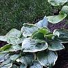 Hosta 'Summer Serenade', habit