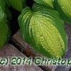 Hosta 'Summer Serenade', habit