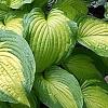 Hosta 'Summer Serenade', habit