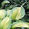 Hosta 'Summer Serenade', habit