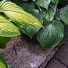 Hosta 'Summer Serenade', habit