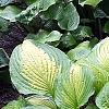 Hosta 'Summer Serenade', habit