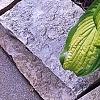 Hosta 'Summer Serenade', habit
