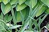 Hosta 'Sweet Home Chicago', habit