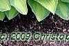 Hosta 'Sweet Home Chicago', habit