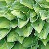 Hosta 'Sweet Home Chicago', habit