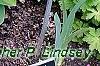 Hosta 'Sweet Home Chicago', habit
