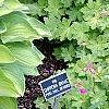 Hosta 'Sweet Home Chicago', habit