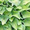 Hosta 'Sweet Home Chicago', habit