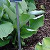 Hosta 'Sweet Home Chicago', habit