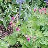 Hosta 'Sweet Home Chicago', habit