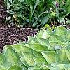 Hosta 'Sweet Home Chicago', habit