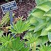 Hosta 'Sweet Home Chicago', habit