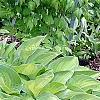 Hosta 'Sweet Home Chicago', habit