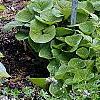 Hosta tardiana 'June', habit