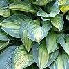 Hosta tardiana 'June', habit