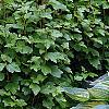 Hosta tardiana 'June', habit