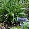 Hosta tardiana 'June', habit