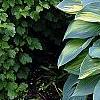 Hosta tardiana 'June', habit