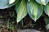 Hosta tardiana 'June', habit