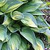 Hosta tardiana 'June', habit