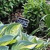 Hosta tardiana 'June', habit