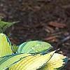 Hosta tardiana 'Paradise Joyce', habit