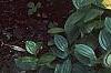 Hosta tardiana 'Paradise Joyce', habit