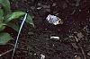 Hosta tardiana 'Paradise Joyce', habit