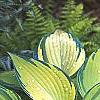 Hosta tardiana 'Paradise Joyce', habit