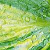 Hosta tardiana 'Paradise Joyce', leaves