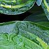 Hosta tardiana 'Paradise Joyce', leaves