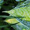 Hosta tardiana 'Paradise Joyce', leaves