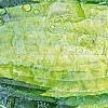 Hosta tardiana 'Paradise Joyce', leaves