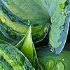 Hosta tardiana 'Paradise Joyce', leaves