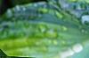 Hosta tardiana 'Paradise Joyce', leaves