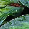 Hosta tardiana 'Paradise Joyce', leaves