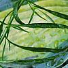 Hosta tardiana 'Paradise Joyce', leaves