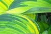 Hosta tardiana 'Paradise Joyce', leaves