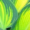 Hosta tardiana 'Paradise Joyce', leaves