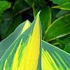 Hosta tardiana 'Paradise Joyce', leaves